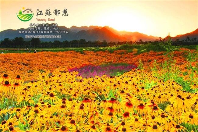 ϳлʩ滮